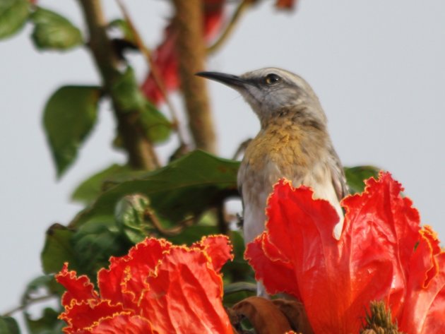 Stuifmeel snoeper op Bonaire