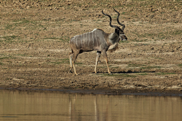 Grote Kudu