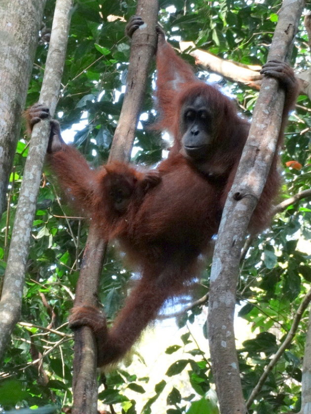 oerang oetang op sumatra 