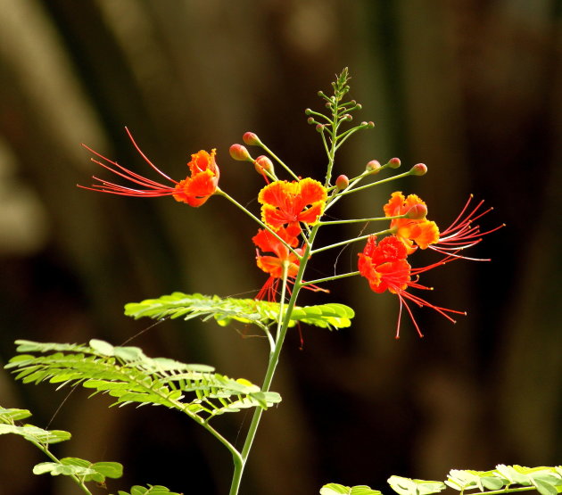 Pauwenbloem / Caesalpinia pulcherrima