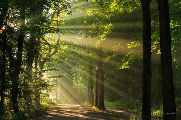 Verlaten laan en zonnestralen die door de bomen schijnen.