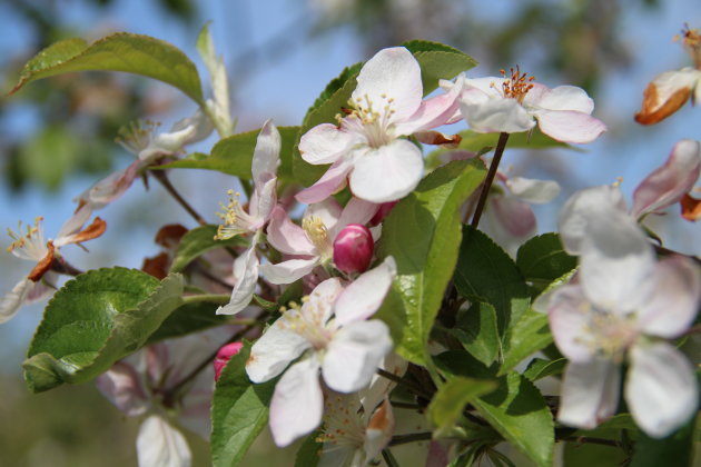 Appelbloesem!