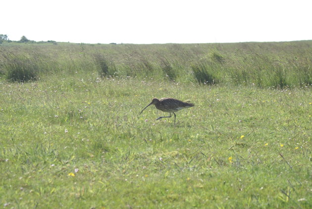 Een wulp op Schiermonnikoog.