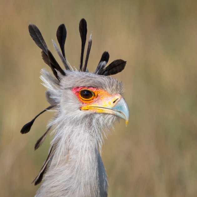 verenkop - secretarisvogel