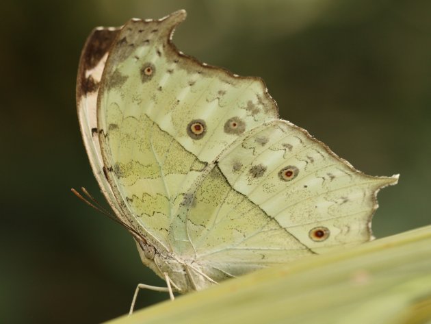 Vlinder met landkaartmotief