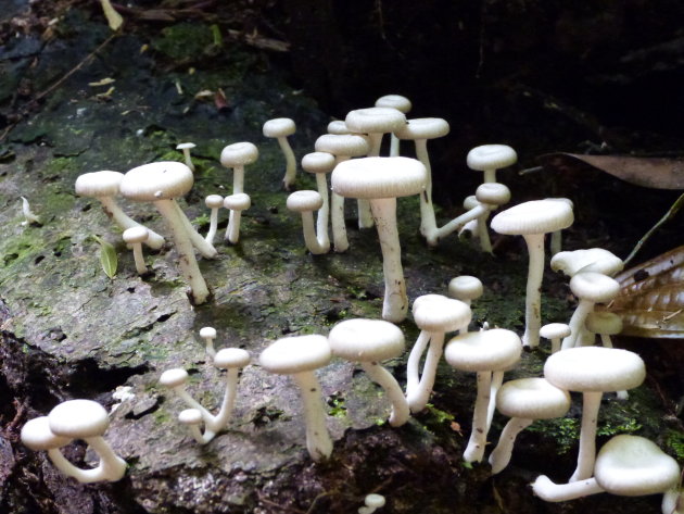 Paddenstoelen in Bako np