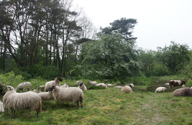 Drents heideschaap