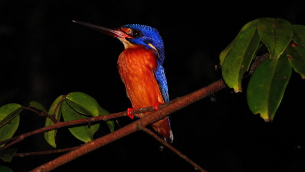 Kingfisher