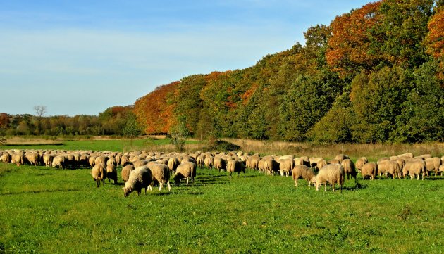 Schaapstocht van 30 km.