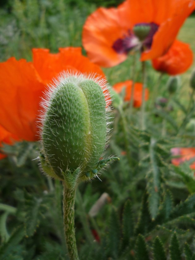 Zomer op Texel met Klaprozen