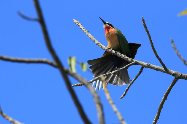 White-fronted Bee eater