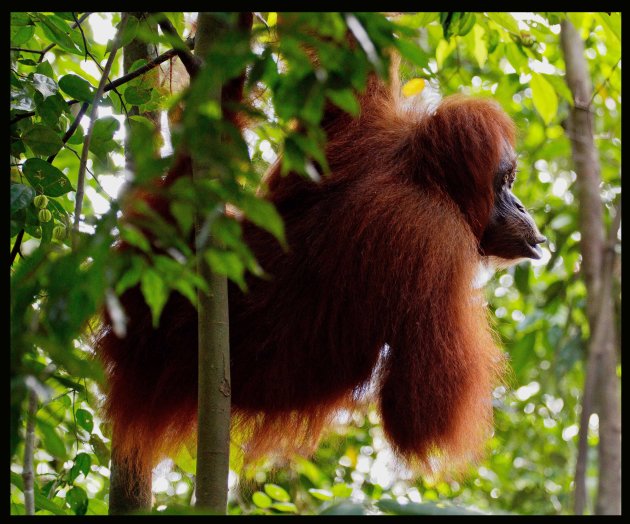 Bukit Lawang