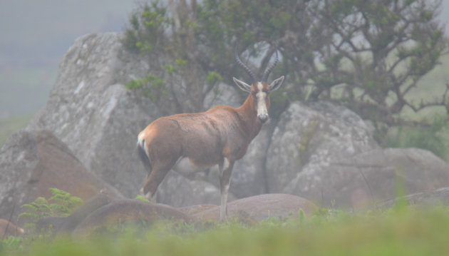 Blesbok in de mist