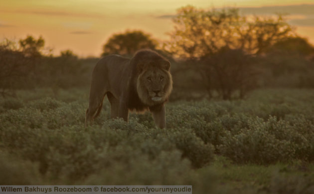 You run you die: low angle Leeuw in de Kalahari