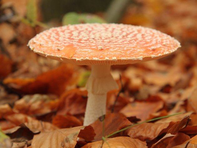 Herfst Paddestoel op Texel