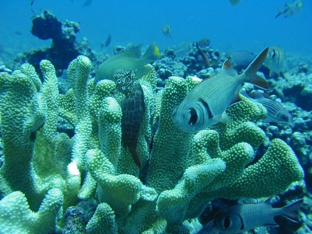 Vissen bij Molokini