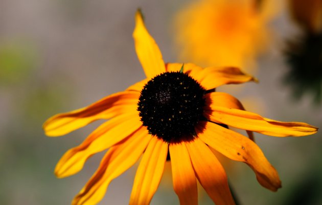 Kleine zonnebloem soort