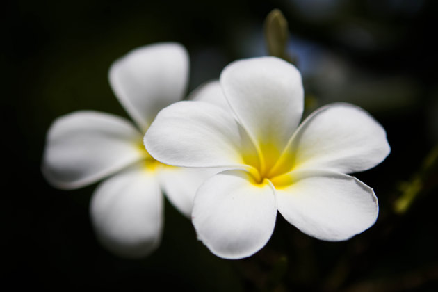 Lilawadee, Frangipani