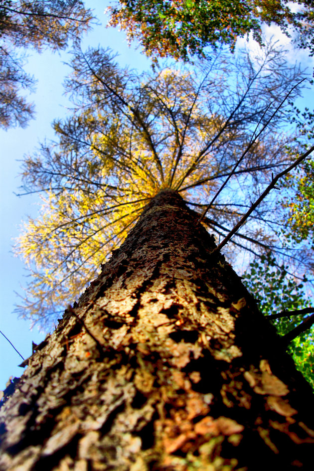 Het bos 