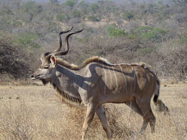 Trotse kudu in Kruger