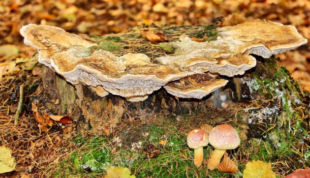 Herfstkleuren