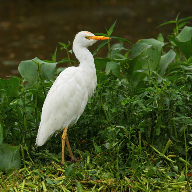 Koereiger