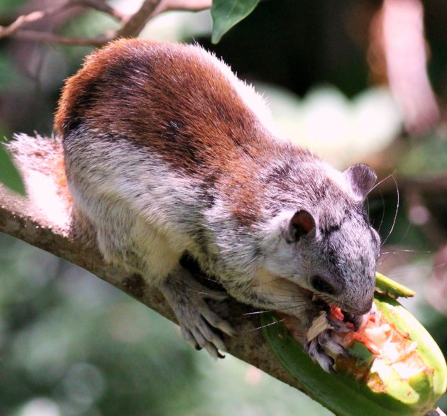 Eekhoorntje in Costa Rica