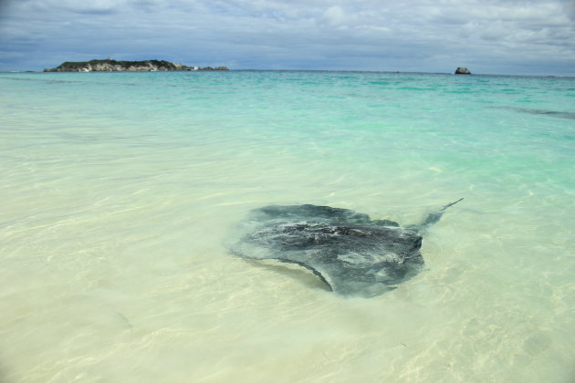 Rog in het ondiepe water in Hamlin bay