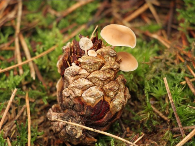 Mini Funghi