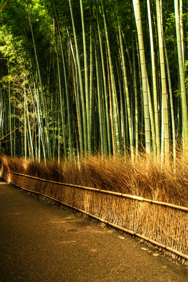 Bamboo Forest