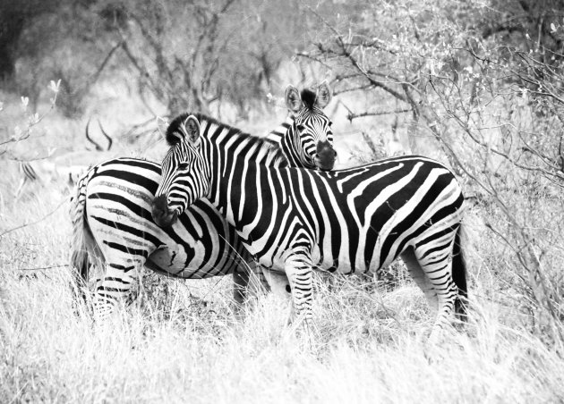 Zebra's Kruger National Park