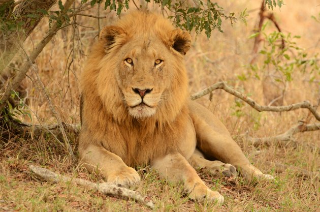 Grote kans op leeuwen in Kruger National Park
