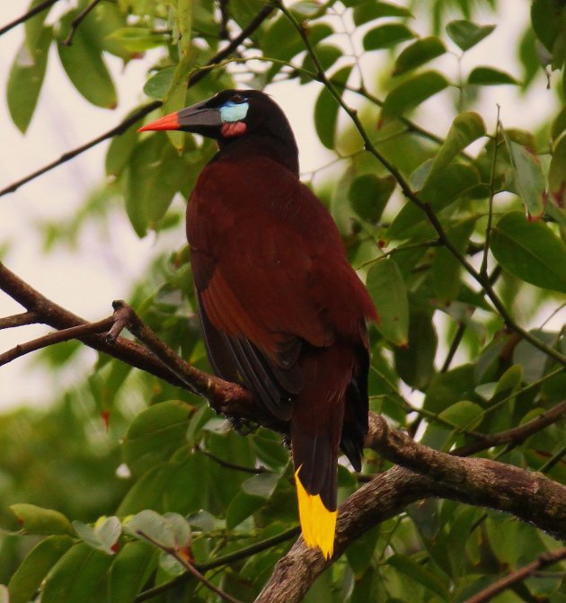 Montezuma oropendolas