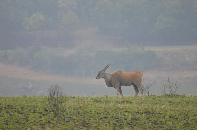 Eland in mistig Swaziland