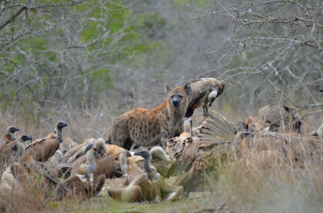 Hyena omringt door gieren