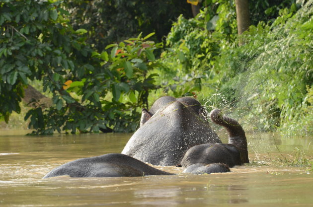 Spelende wilde olfianten in Borneo