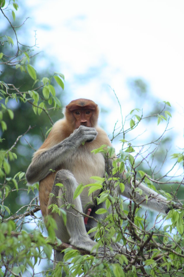 Neusapen Borneo