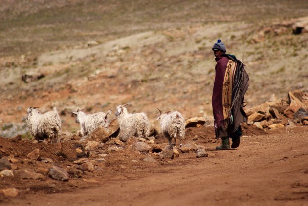 Sani Pass herder