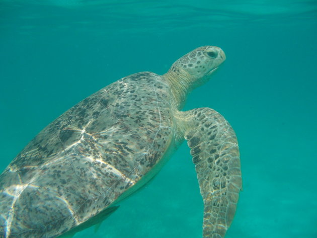 Snorkelen met schildpadden