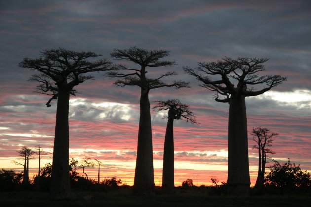 Apebroodboom/Avondroodboom