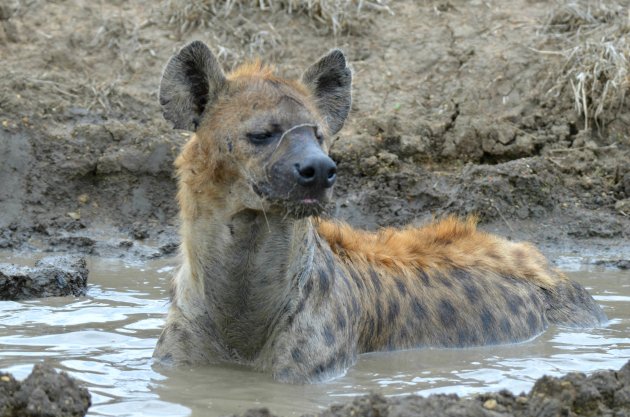 Hyena neemt modderbad