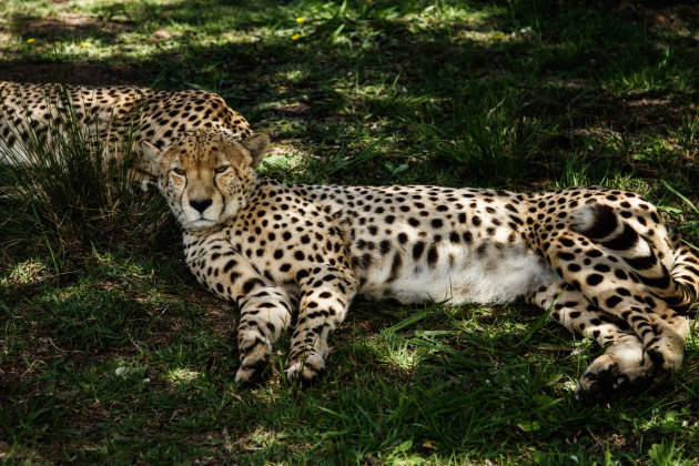 De mooiste katten van Afrika