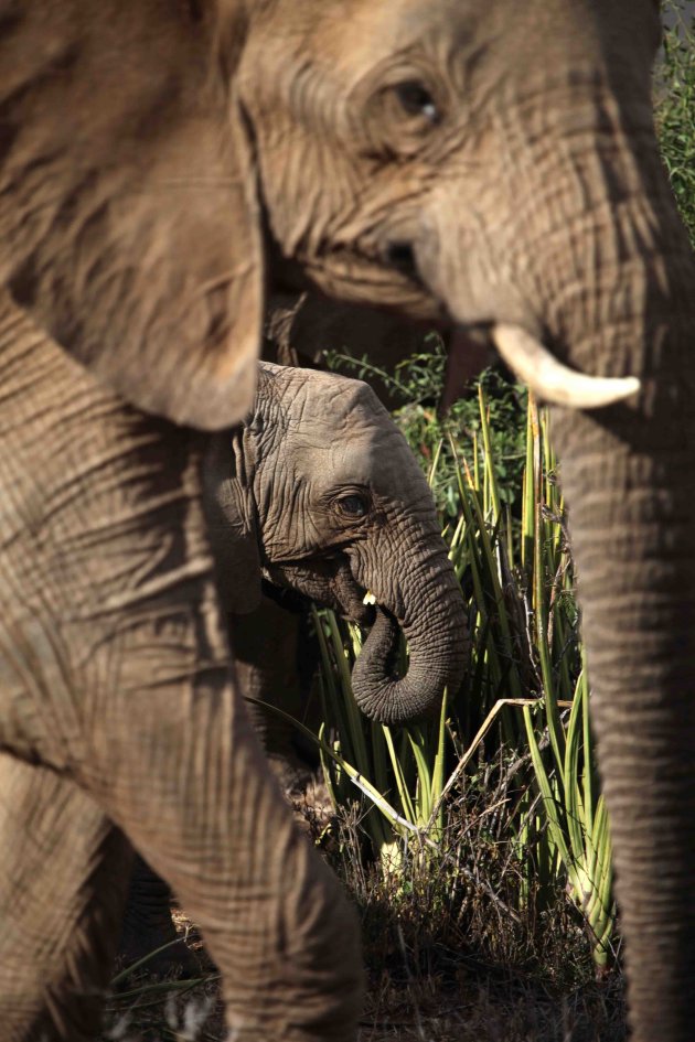 Door het oog van de Olifant