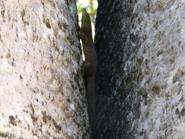 Standings daggekko (Phelsuma standingi) 