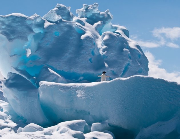 Adelie penguin