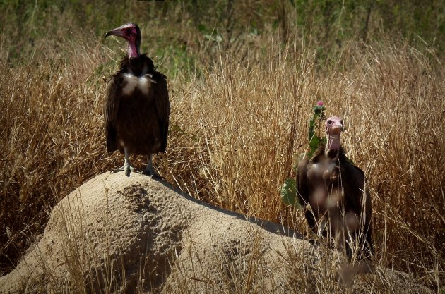 Gieren onderweg