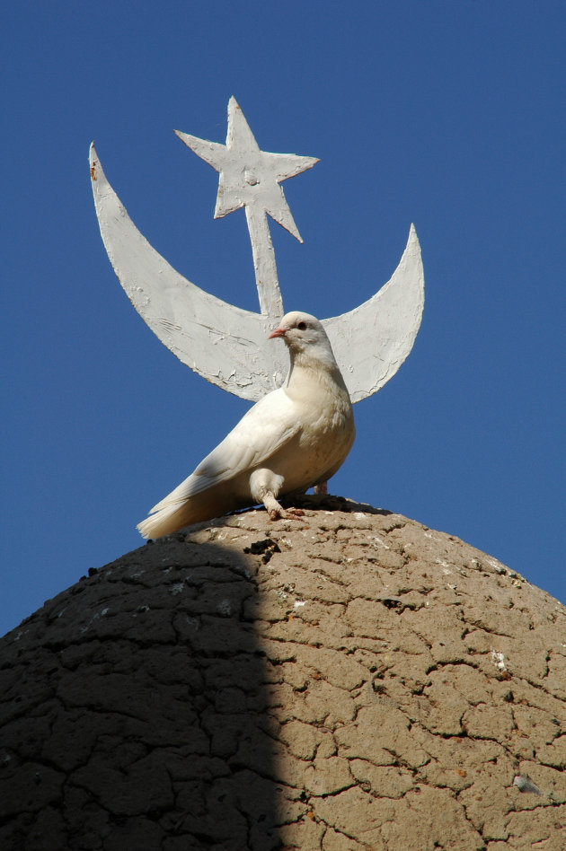 vredesduif bij de moslims?