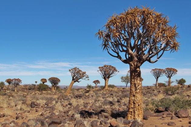 quiver tree forest