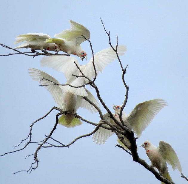 Langsnavelkaketoe (Cacatua tenuirostris)