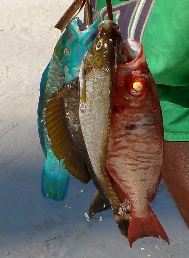 Kleurrijke vangst